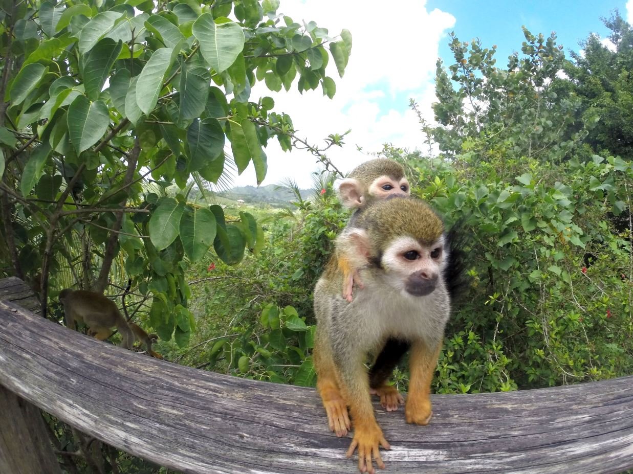 Monkeyland, Punta Cana