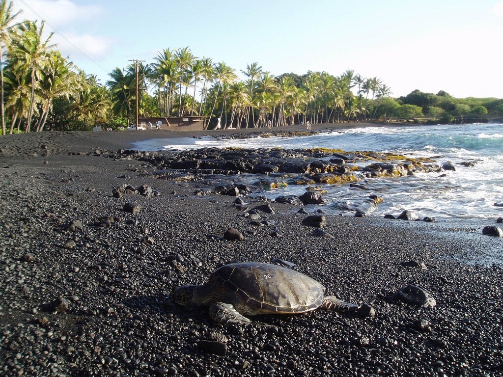 Punaluu turtle