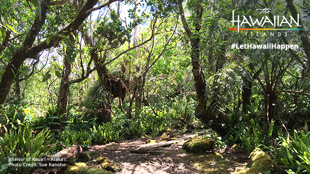 InteriorKauai_640x360