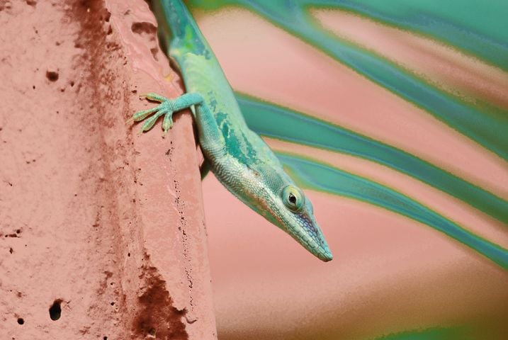 cuban wildlife