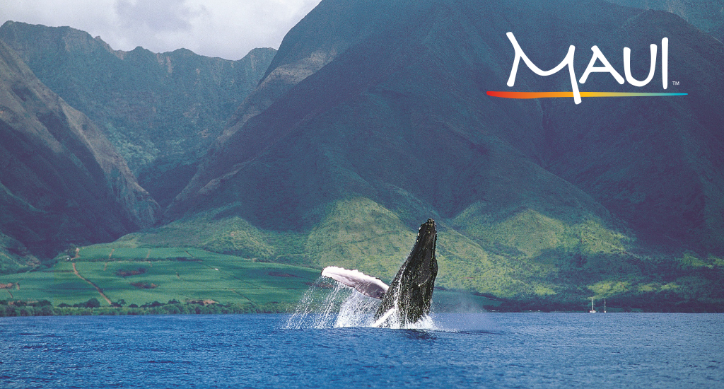 Maui whale watching