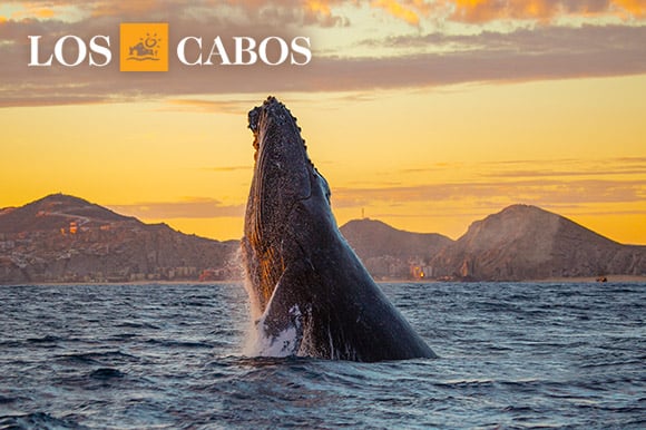 A humpback whale rises from the ocean with the sunset on the horizon.