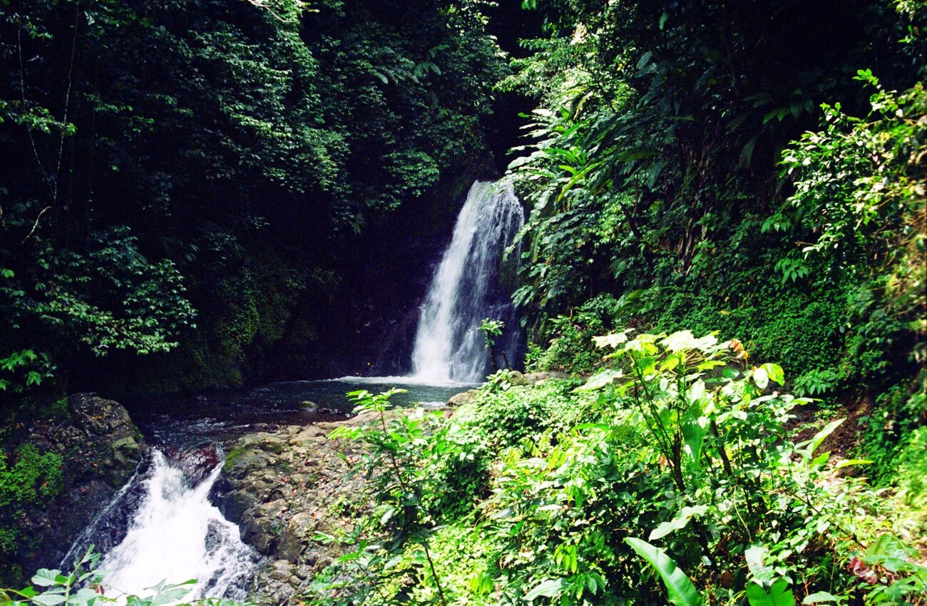 Grand Etang National Park Tour Grenada