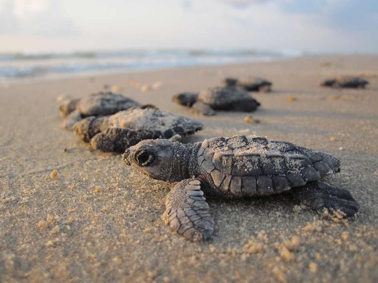 Travel-Bucket-List-2018-Baby-Sea-Turtles-Los-Cabos