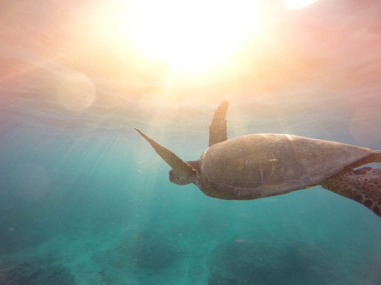 Travel-Bucket-List-2018-Sea-Turtles-Mexico