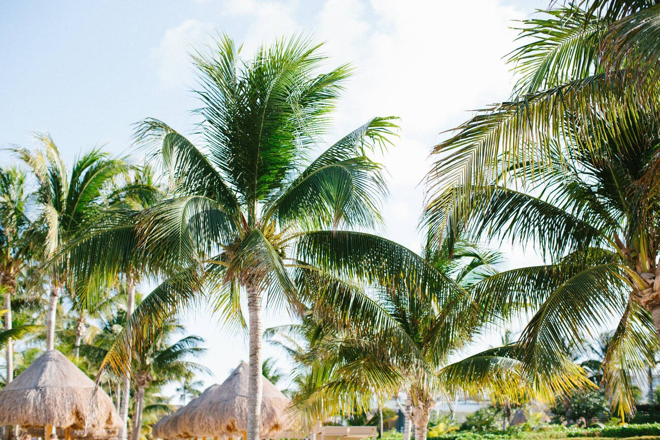 Palm trees, palapas, and ocean waves. #DestinationWedding