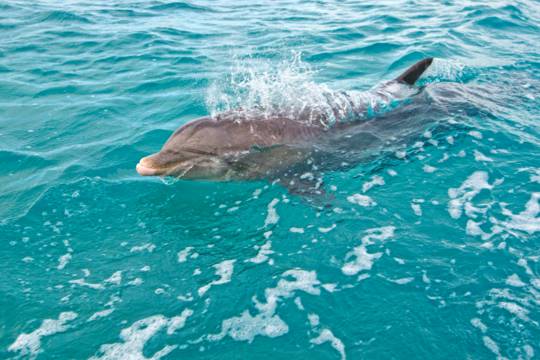 Eco-Friendly Excursion of Mexico and the Caribbean