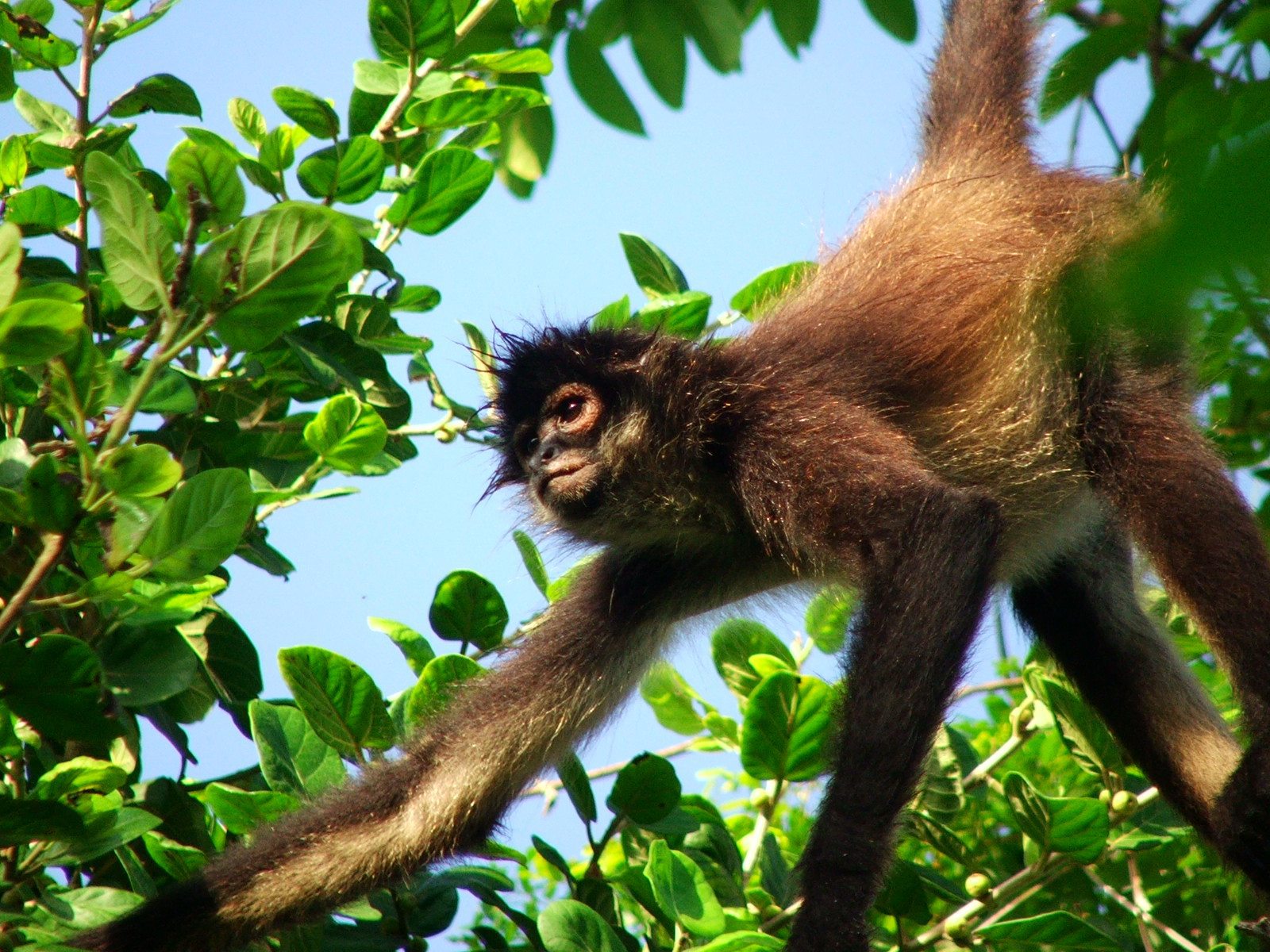 Eco-Friendly Excursion of Mexico and the Caribbean