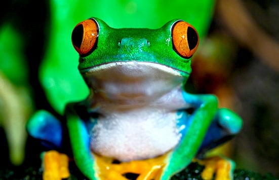 Frog